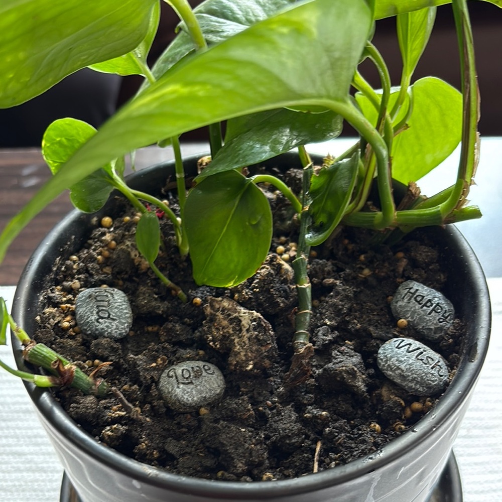 Vibrant Green Potted Plant - Picture 3 of 3
